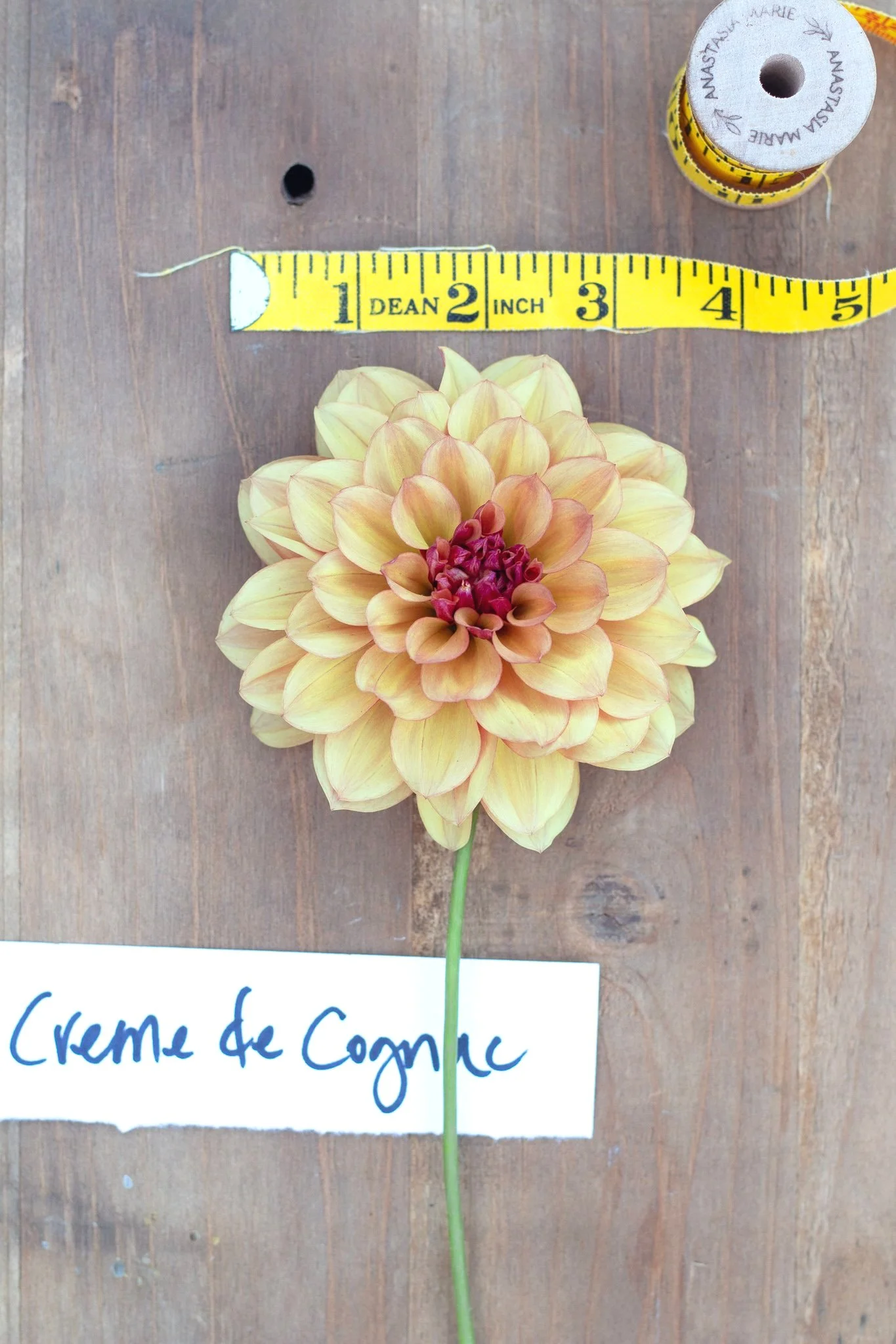 Dahlia : Creme de Cognac — ciderpress lane